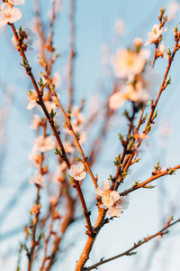 樱花树枝, 在早春的花园里绽放出白花。日落时分, 夕阳照耀在树枝上。