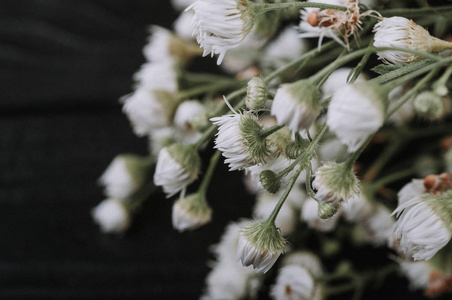 关闭干燥 babysbreath 花, 白色满天星黑色背景