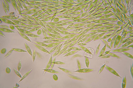 从池塘的微观有机体。骨架股薄