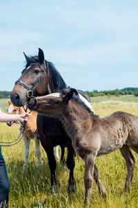 一个母马和她的马驹在黑麦领域的肖像与美丽的绿色背景