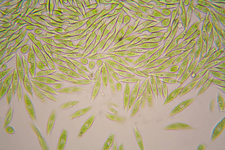 从池塘的微观有机体。骨架股薄