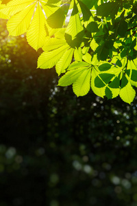 在板栗树上有阳光的绿色新鲜叶子。具有文本空间的夏季或春季背景