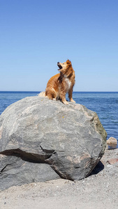 漂亮的金色猎犬混合在沙滩上捉到一只蜜蜂