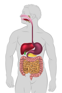 人体消化系统