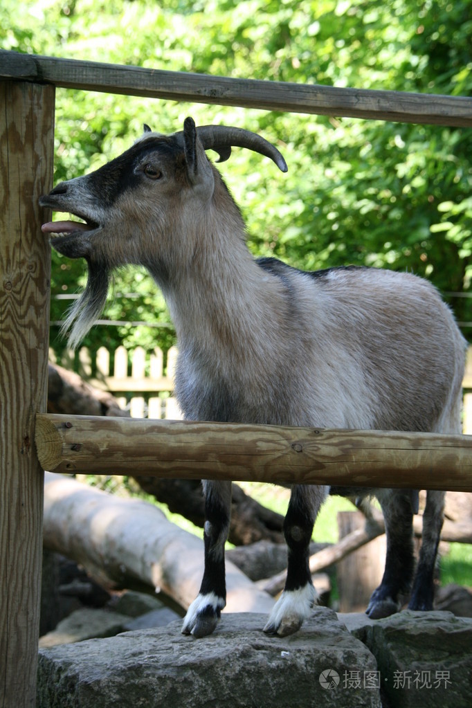 一只山羊的肖像