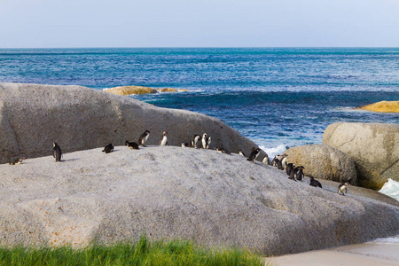 从西蒙镇水利区，南非非洲企鹅