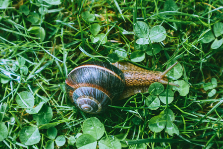 照片描绘了野生可爱大美丽蜗牛与螺旋壳。令人惊异的螺旋在花园里，爬在新鲜的绿草，好晴朗的天气。马可，关闭视图