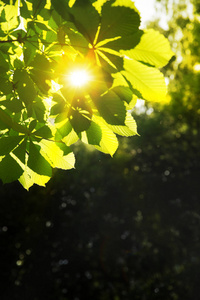 在板栗树上有阳光的绿色新鲜叶子。具有文本空间的夏季或春季背景