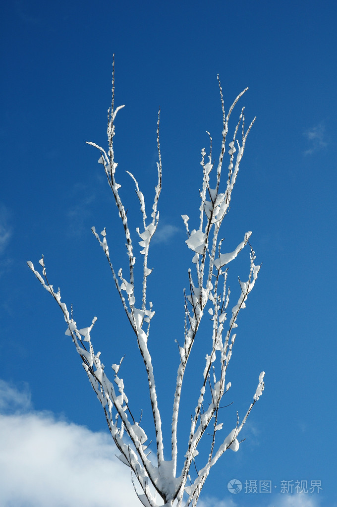 雪中的树