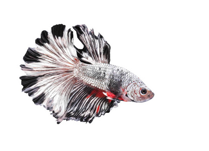 斗鱼, 美丽的鱼, 美丽的颜色战斗的鱼暹罗, 白色背景