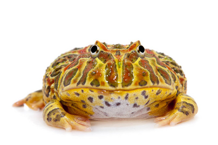 角蛙被白色隔离阿根廷角蛙一只婆罗洲角蛙在绿叶上的特写图片cha