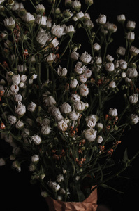 干花满天星黑色背景满天星花照片