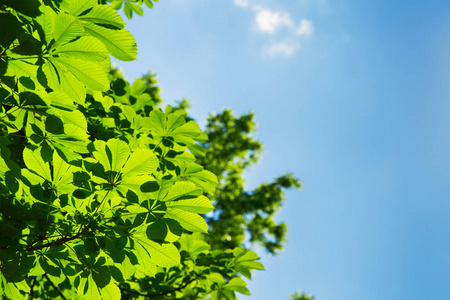 绿色的叶子在栗子树上, 蓝色的天空。具有文本空间的夏季或春季背景