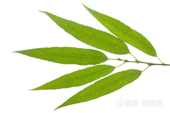 柳树叶