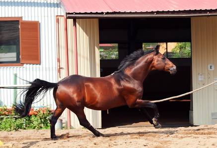 在打开 manege 湾体育品种骏马