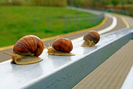 三只大蜗牛沿着栅栏的栏杆优雅地爬行, 在第二只蜗牛的框架中间有一个
