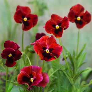 红颜色的紫罗兰花照片