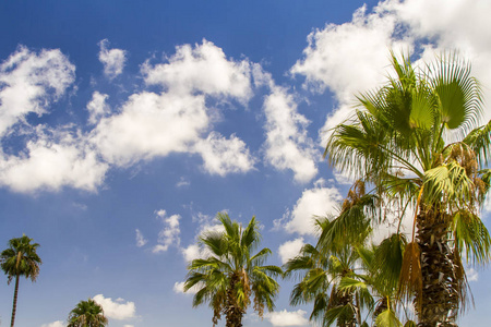 蓝色的天空和棕榈树