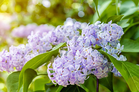 盛开的丁香花束, 在阳光明媚的季节里, 白紫丁香花朵