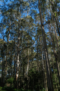 在澳大利亚昆士兰 Tamborine 山上寻找雨林