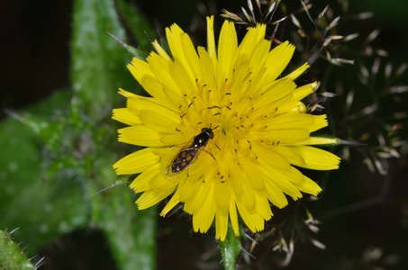 对黄色花 hoverfly