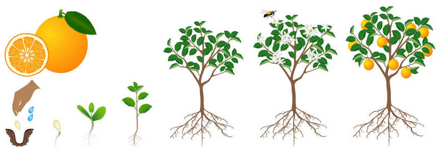 生长在西伯利亚图片