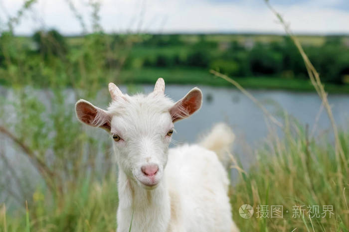 一只白色的小山羊在大自然中在河的背景上的幼山羊草原上的山羊在一个