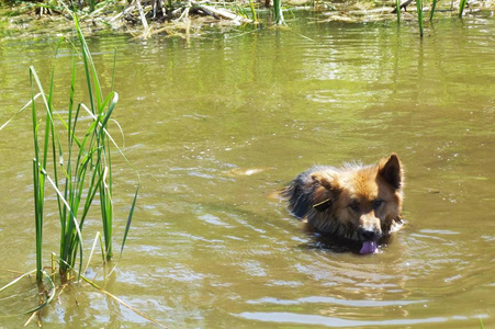 毛茸茸的狗在湖里游泳。炎热的夏日