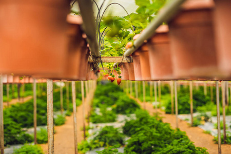 农场种植盆栽新鲜有机草莓特写图片