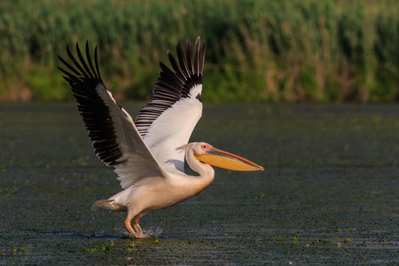 白鹈鹕 国鸟胭脂虫栎 在多瑙河三角洲,罗马尼亚照片