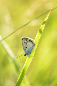 银色镶嵌的蓝色蝴蝶Plebejus 守卫, 美丽的彩色 buttefly 从欧洲草甸和草原