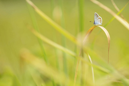 银色镶嵌的蓝色蝴蝶Plebejus 守卫, 美丽的彩色 buttefly 从欧洲草甸和草原