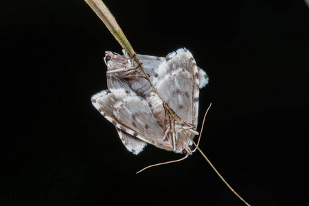 婆罗洲沙巴宏观影像蛾