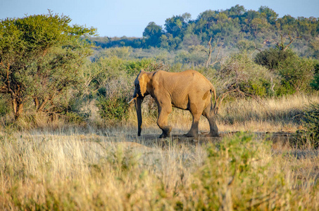大象在南非国家公园