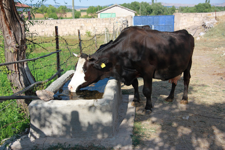 牛饮水水水库