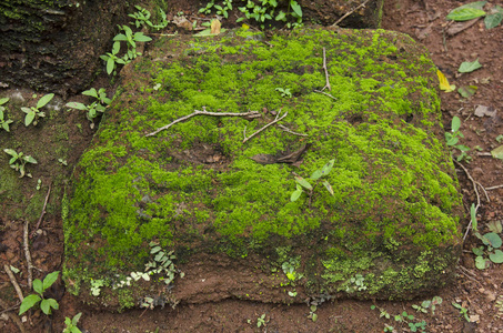 青苔植物背景在石头在地板在烹 Phet 历史公园是一个考古学地点和 Aranyik 区域在烹 Phet, 泰国