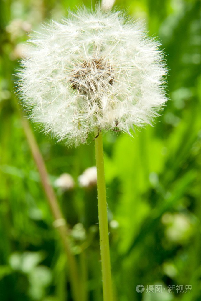 白色蒲公英