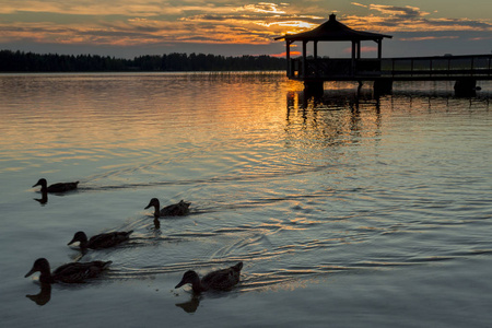 日落时水中野鸭在湖中的凉亭图片