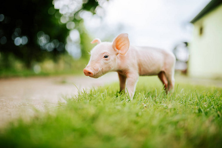 小可爱小猪的特写图像在草地上照片