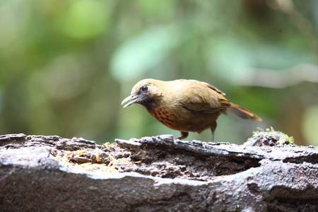 南越大叻 laughingthrush Garrulax annamensis 橙排扣