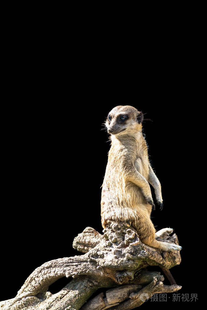 猫鼬坐在树枝上表情滑稽滑稽的猫鼬特写被隔离在黑色背景上