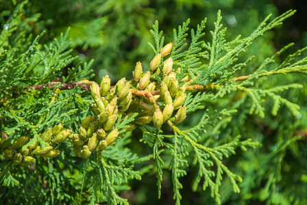 柏木树的新鲜绿枝照片