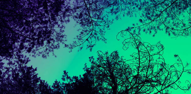 松树早午餐在五颜六色的天空背景上的剪影。照片描绘了一个神秘的常青松树树林。黑暗的恐怖场面