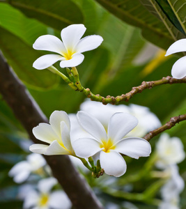白色素馨花梅香花