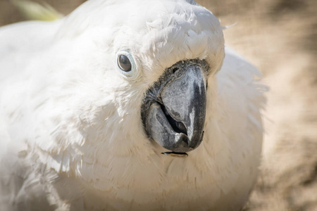 白鹦鹉鹦鹉开朗的心情特写。天然硫冠鹦鹉