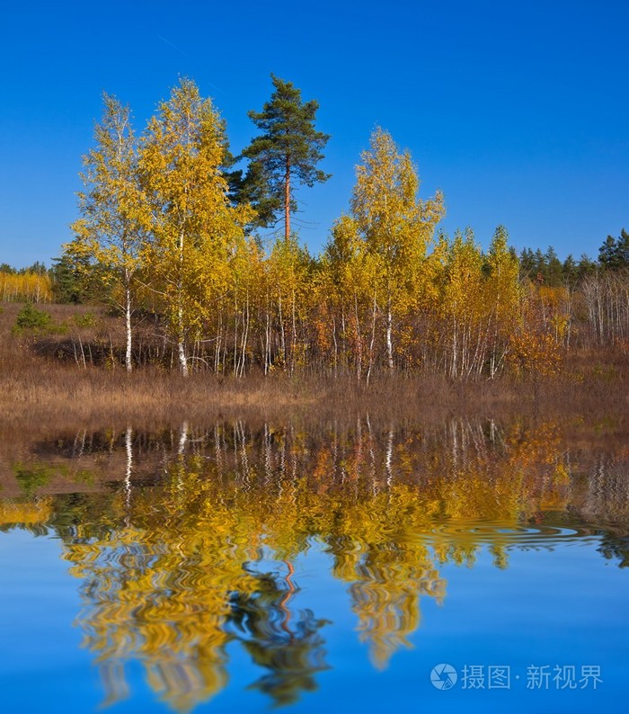 秋季白桦树林湖海岸