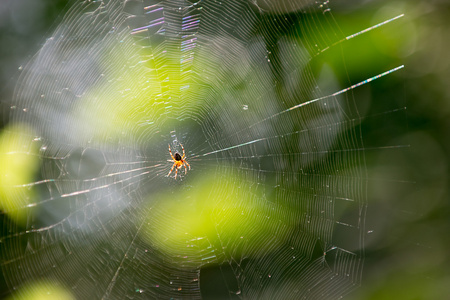 蜘蛛和 web