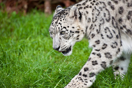 雪豹温西亚大猫的美丽肖像