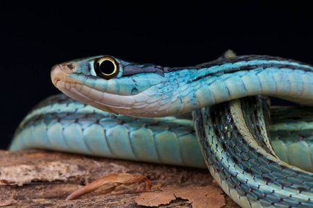 墨西哥湾沿岸丝带蛇thamnophis sauritus nitae, 蓝丝带蛇, 美国照片