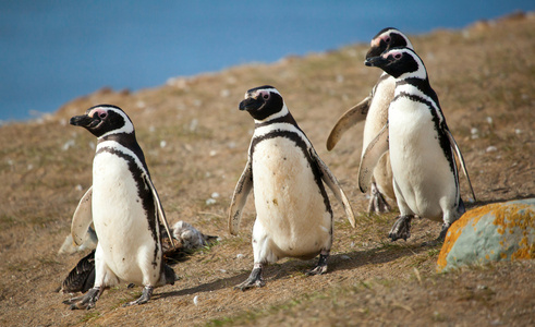 四个麦哲伦企鹅走路